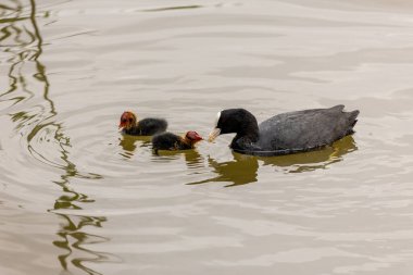Avrasyalı bir yaban ördeği yavrularını gölde besler. Genç kuşların kafalarında parlak kırmızı ve turuncu tüy vardır. Hevesle ebeveynlerinden yemek yiyorlar..