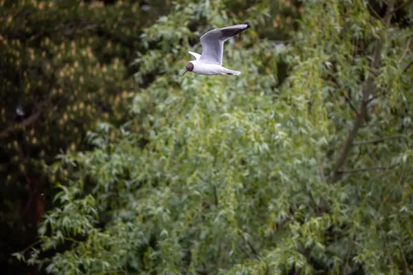 Parlak doğranmış havuç parçaları şok dondurucu haznede hareket ederken, taşıyıcı bant da yapışmalarını önlemek için zarları sürekli sallıyor. Uzun raf ömrü için perakende satışa hazır..