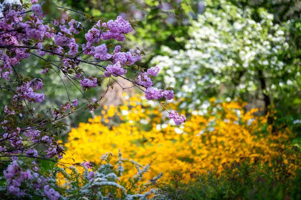 Yumuşak pembe çiçekli kiraz ya da sakura çiçekleri, parlak sarı çiçekli Kerria japonica çalısına karşı tezat oluşturuyor. Geleneksel bahar estetiği sık sık Japon ve Doğu Asya bahçelerinde görülür..