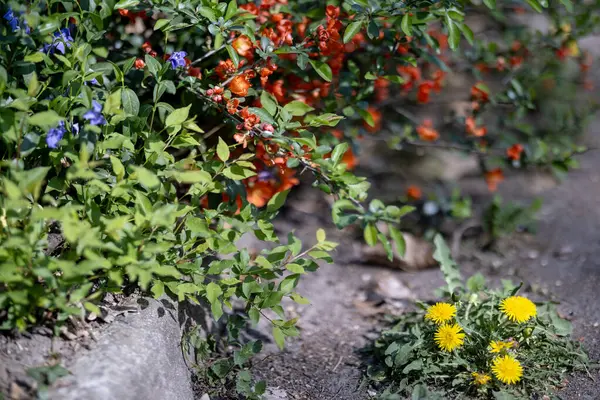 Çiçek açan ayva olarak bilinen Chaenomeles Specosa mevsimlik çiçeklerini sergiliyor. Çalıların altında, menekşe rengi yayılır. Yakınlarda, sınırın yanında, bir grup karahindiba sarı çiçek açar..