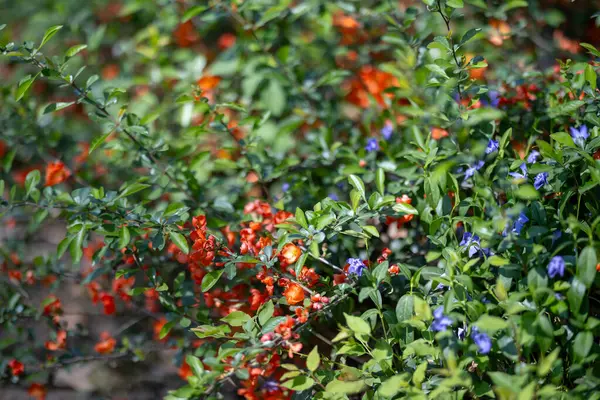 Çiçek açan ayva olarak bilinen Chaenomeles Specosa mevsimlik çiçeklerini sergiliyor. Çalıların altında, menekşe, orman zeminine yayılır ve doğal manzaraya mavi aksanlar ekler.