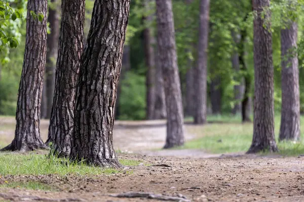 Yoğun yeşil çalılıkların üzerinde yükselen uzun, düz gövdeli bir çam ormanının tepe örtüsü. Güneş ışığı iğnelerin arasından süzülür, orman zemininde yumuşak bir parıltı ve ışık demetleri yaratır..