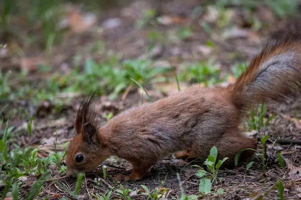 Şehir parkında küçük bir sincap çimlerin ve yaprakların arasında yiyecek arıyor ya da kokluyor. Kırmızımsı kahverengi kürkü, karışık kahverengi ve gri tonlu çalısı bir kuyruğu ve kıvrık kulakları vardır..