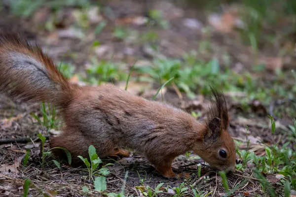 Şehir parkında küçük bir sincap çimlerin ve yaprakların arasında yiyecek arıyor ya da kokluyor. Kırmızımsı kahverengi kürkü, karışık kahverengi ve gri tonlu çalısı bir kuyruğu ve kıvrık kulakları vardır..
