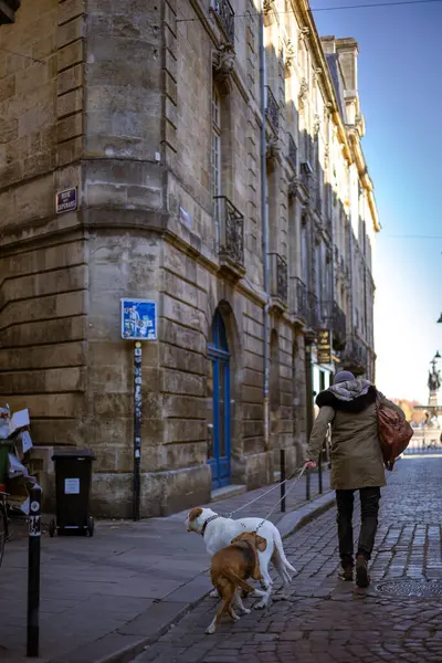 Bordeaux, Fransa - 23 Kasım 2021: Bir kadın, Caperans Caddesi ve Philippart Caddesi 'nin köşesinde Garonne seti yakınlarındaki Place de la Bourse yakınlarında zincirlenmiş bir Beagle ve Pitbull ile yürüyor..