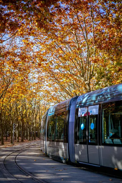 Bordeaux, Fransa - 23 Kasım 2021: Bir TBM tramvayı, Girondins Anıtı yakınlarındaki Place des Quinconces 'taki bir çınar ya da uçak ağacı sokağının altında son durağında..