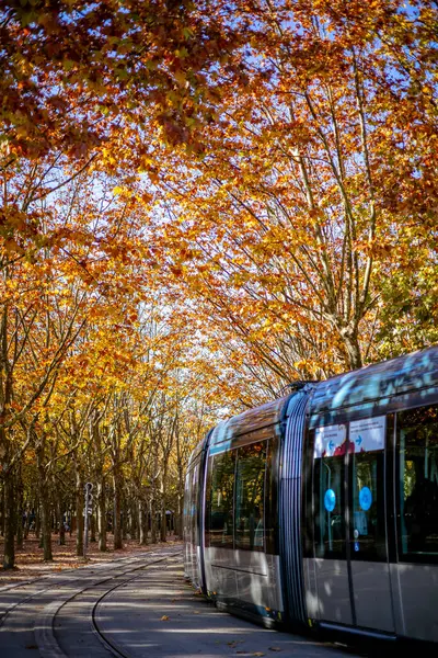 Bordeaux, Fransa - 23 Kasım 2021: Bir TBM tramvayı, Girondins Anıtı yakınlarındaki Place des Quinconces 'taki bir çınar ya da uçak ağacı sokağının altında son durağında..