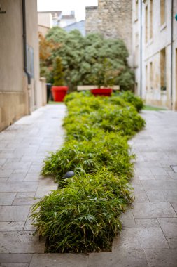 Bordeaux 'daki klasik binalar arasındaki dar geçit, orta bambu ekimi içeren, cilalanmış kireçtaşı kiremitlerle döşenmiş. Bordeaux, Gironde, Yeni Aquitaine, Fransa.