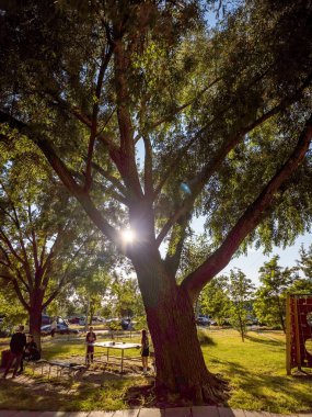 Kyiv, Ukrayna - 27 Haziran 2025: Revutsky Caddesi 'nde eski söğüt ağacının altında insanların rahatlayıp sosyalleştiği masa tenisi kurulumu ve bankları olan bir spor sahası.
