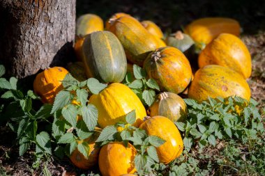 Çeşitli şekillerde balkabağı koleksiyonu, turuncu, sarı ve yeşil tonlarında, çimenli zemindeki bir ağacın dibinde, sonbahar meyve bahçesindeki güneş ışığıyla aydınlatılıyor..