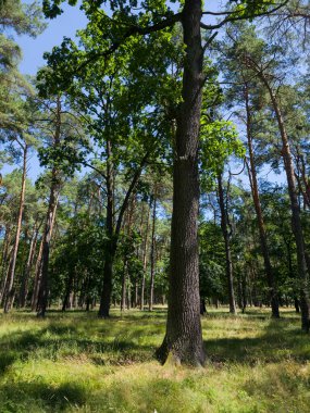 Uzun bir meşe ağacı gövdesi, mavi gökyüzünün altında yeşil gölgelikleri ve güneşli çimenli zemini olan seyrek ve karışık bir ormanın ön planında belirgin bir şekilde duruyor..
