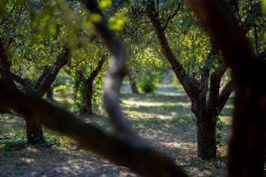 Meyve bahçesindeki meyve ağaçlarının gövdelerinden bir manzara, güneş ışığı yaprakların arasından süzülüyor ve arka planı bulanıklaştırıyor..