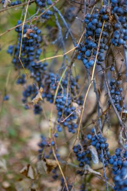 Şarap için uygun olmayan tatsız, koyu mor üzümler, sonbahar yapraklı bir sarmaşığa tutunup, kış kuşu yemi olarak kalırlar..
