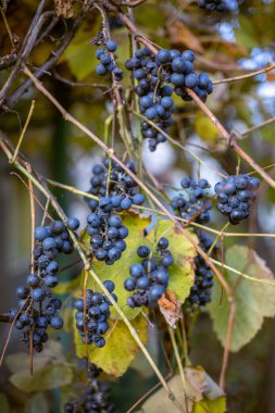 Şarap için uygun olmayan tatsız, koyu mor üzümler, sonbahar yapraklı bir sarmaşığa tutunup, kış kuşu yemi olarak kalırlar..