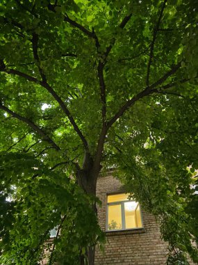 Yoğun yeşil yapraklı ve çok sayıda dalları olan büyük, yapraklı bir Linden ağacı ön planda hüküm sürerken, arkasında ışıklı bir pencere bulunan kısmen tuğla bir binayı gizliyor..