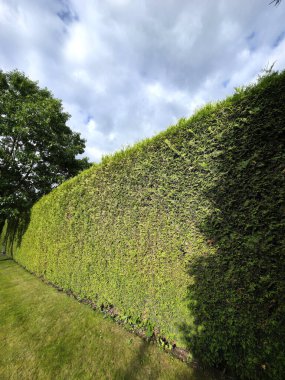 Zümrüt yeşili ağaçtan yapılmış uzun ve yoğun canlı bir çit, Thuja oktcidentalis Smaragd, eşit şekilde kırpılmış ve çerçeveyi sıkı yeşil dokusuyla doldurmuş, çitlerin karakteristiği.
