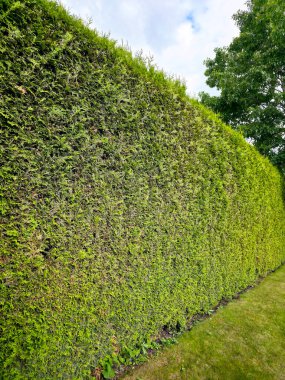 Zümrüt yeşili ağaçtan yapılmış uzun ve yoğun canlı bir çit, Thuja oktcidentalis Smaragd, eşit şekilde kırpılmış ve çerçeveyi sıkı yeşil dokusuyla doldurmuş, çitlerin karakteristiği.
