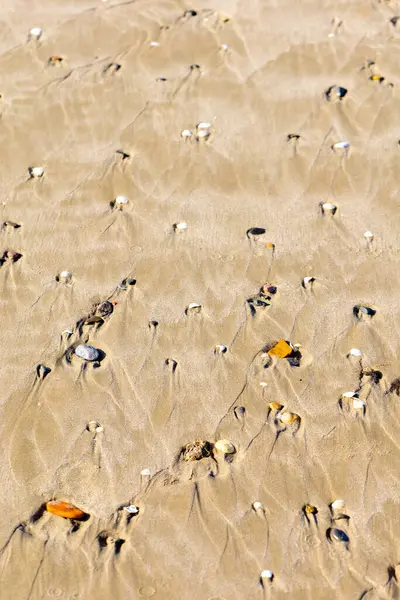 Islak kumsalın detaylı bir yakın çekimi sayısız küçük deniz kabuğu ve çakıl taşlarıyla süslenmiş, karmaşık su erozyon desenleri ve dokuları içeriyor..