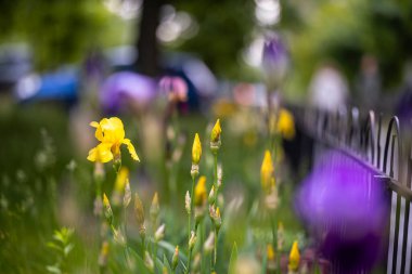 Sarı iris çiçekleri, siyah metal bir çitin yanındaki bahçe yatağında çiçek açar. Bulanık arka planda mavi bir araba görünüyor..