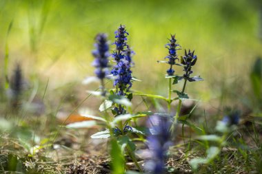 Tüyler ürpertici borazan - Ajuga sürüngenleri genellikle borazan, mavi borazan, bugleweed, havyar, halı bugleweed, halı bugleweed ve ortak borazan olarak bilinir - Mayıs ayı sonlarında bir orman açıklığında çiçek açarlar..