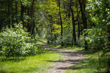 Ukrayna 'nın başkenti Kyiv' de güneşli bir Partizan Parkı 'nda kirli bir yol var. Yol yemyeşil ağaçlar ve çalılarla çevrili, gölgelikten süzülen benekli ışıklarla..