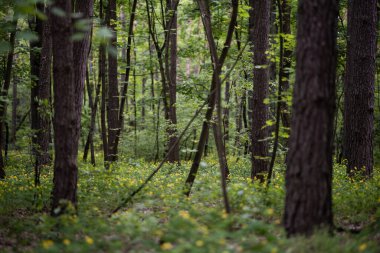 Büyük Celandine 'in bereketli bahar çiçekleri - Chelidonium majus, yaygın olarak tetterwort, meme otu veya kırlangıç otu olarak da bilinir - yaprak döken bir ormanda.