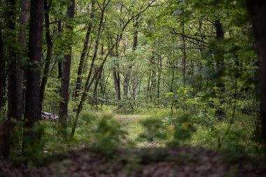 Büyük Celandine 'in bereketli bahar çiçekleri - Chelidonium majus, yaygın olarak tetterwort, meme otu veya kırlangıç otu olarak da bilinir - yaprak döken bir ormanda.