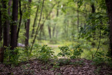 Büyük Celandine 'in bereketli bahar çiçekleri - Chelidonium majus, yaygın olarak tetterwort, meme otu veya kırlangıç otu olarak da bilinir - yaprak döken bir ormanda.