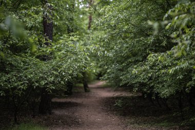 Kara kiraz ağacının yoğun çalılıklarından geçen toprak bir patika, erik serotinası, genellikle vahşi siyah kiraz, rom vişnesi veya dağ siyah kirazı. Dallar, geçidin üzerinde doğal bir tünel oluşturuyor..