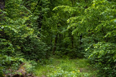 Düşen yapraklarla kaplı dar bir toprak yol sık bir ormanda rüzgâr gibi esiyor. Yol küçük sarı kır çiçekleri ve yemyeşil yapraklarla kaplı..