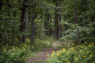 Düşen yapraklarla kaplı dar bir toprak yol sık bir ormanda rüzgâr gibi esiyor. Yol küçük sarı kır çiçekleri ve yemyeşil yapraklarla kaplı..