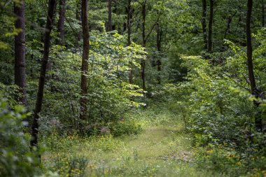 Düşen yapraklarla kaplı dar bir toprak yol sık bir ormanda rüzgâr gibi esiyor. Yol küçük sarı kır çiçekleri ve yemyeşil yapraklarla kaplı..