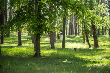 Canlı yeşil yaprakları olan genç bir karaağaç bir açıklıkta duruyor. Arka planda, yoğun bir çam ormanı zıt bir doku yaratır..