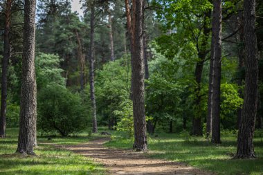 Karışık bir orman parkında eski çam ağaçları arasında dar bir toprak yol var. Güneşli açıklık yeşil çimen ve çam iğneleriyle kaplı..