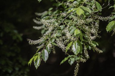Kara kiraz ağacının bir dalı - Prunus serotina, yaygın olarak yabani siyah kiraz, romlu kiraz, ya da sarkık beyaz çiçek kümeleri ile dağ siyah kiraz.