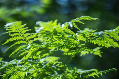 Canlı yeşil eğreltiotu yaprakları güneş ışığıyla aydınlatılır. Yumuşak, bulanık bir arka plana karşı. Bireysel broşürlerin detaylı dokusu görünür..