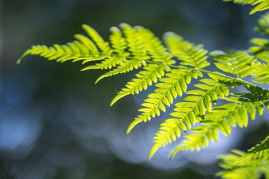 Canlı yeşil eğreltiotu yaprakları güneş ışığıyla aydınlatılır. Yumuşak, bulanık bir arka plana karşı. Bireysel broşürlerin detaylı dokusu görünür..