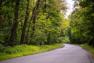 Sessiz bir asfalt yolu ilkbaharda sık bir yeşil ormanın içinden geçer. Yol, yol kenarlarında gür yaprakları ve kır çiçekleri olan uzun ağaçlarla kaplı..