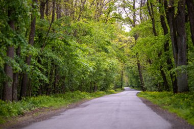Sessiz bir asfalt yolu ilkbaharda sık bir yeşil ormanın içinden geçer. Yol, yol kenarlarında gür yaprakları ve kır çiçekleri olan uzun ağaçlarla kaplı..