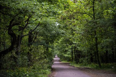 Sessiz bir asfalt yolu ilkbaharda sık bir yeşil ormanın içinden geçer. Yol, yol kenarlarında gür yaprakları ve kır çiçekleri olan uzun ağaçlarla kaplı..