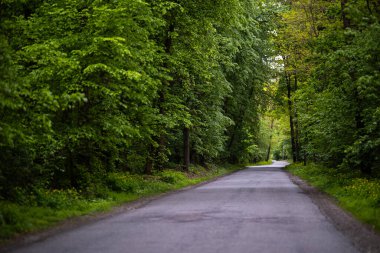 Sessiz bir asfalt yolu ilkbaharda sık bir yeşil ormanın içinden geçer. Yol, yol kenarlarında gür yaprakları ve kır çiçekleri olan uzun ağaçlarla kaplı..