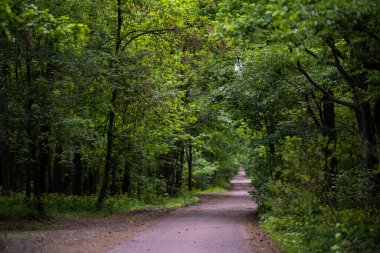 Sessiz bir asfalt yolu ilkbaharda sık bir yeşil ormanın içinden geçer. Yol, yol kenarlarında gür yaprakları ve kır çiçekleri olan uzun ağaçlarla kaplı..
