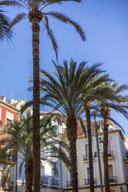 Santisima Faz Meydanı 'nda renkli geleneksel binaları olan canlı bir mavi gökyüzü karşısında duran bir palmiye kümesi..