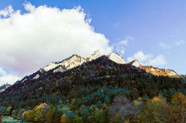 Güzel dağ manzaralı orman yolu Sonbahar aydınlık ormanında yalnız ağaç