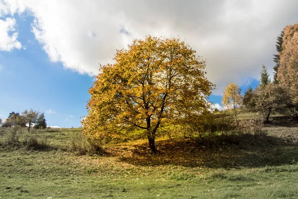 Osamělý Podzimní Žlutý Strom Matné Mýtině — Stock fotografie