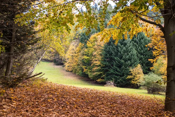 Krásný Horský Pohled Les Cesta Osamělý Strom Podzim Jasný Les — Stock fotografie