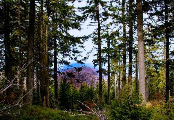 Красивый Вид Горы Лесная Дорога Одинокое Дерево Осенью Яркий Лес — стоковое фото