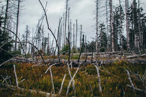 Floresta Futurista Geração Futura Com Árvores Nuas Roídas Mortas Uma — Fotografia de Stock