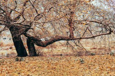 Dramatic scene of gnarled trees shedding vibrant autumn leaves in a rustic setting