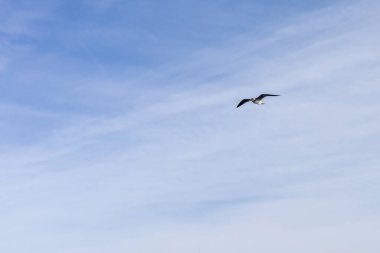 Açık mavi gökyüzünde süzülen yalnız kuş - doğada özgürlük ve sükunet